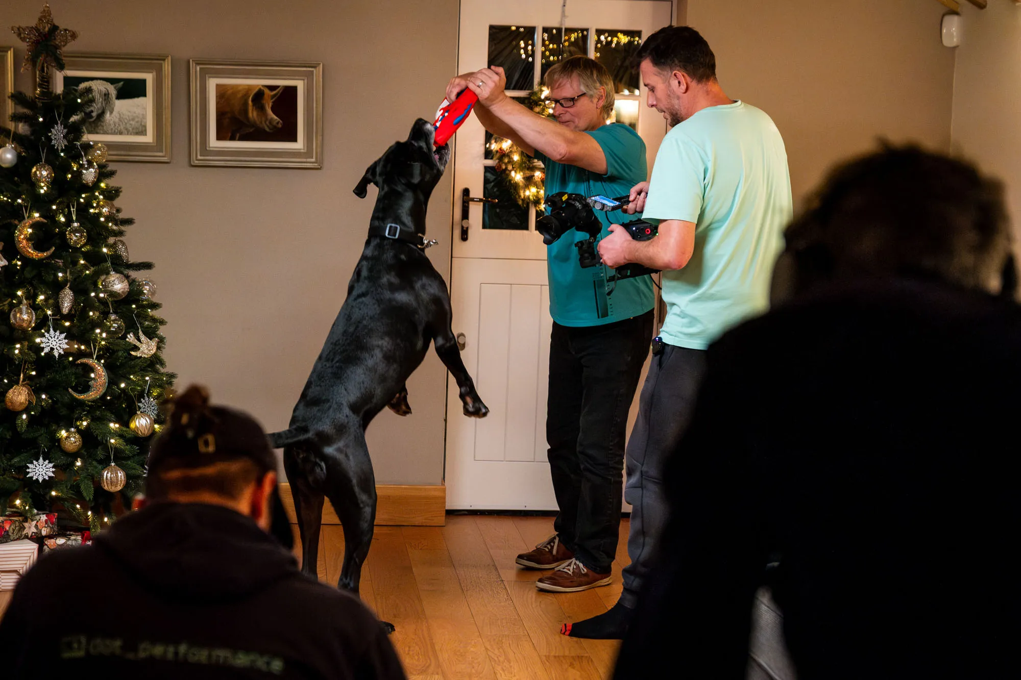 A lively scene with a black dog jumping to catch a red toy held by a person. Camera man filming the dog. A Christmas tree sparkles nearby, surrounded by several individuals, creating a joyful, festive atmosphere.