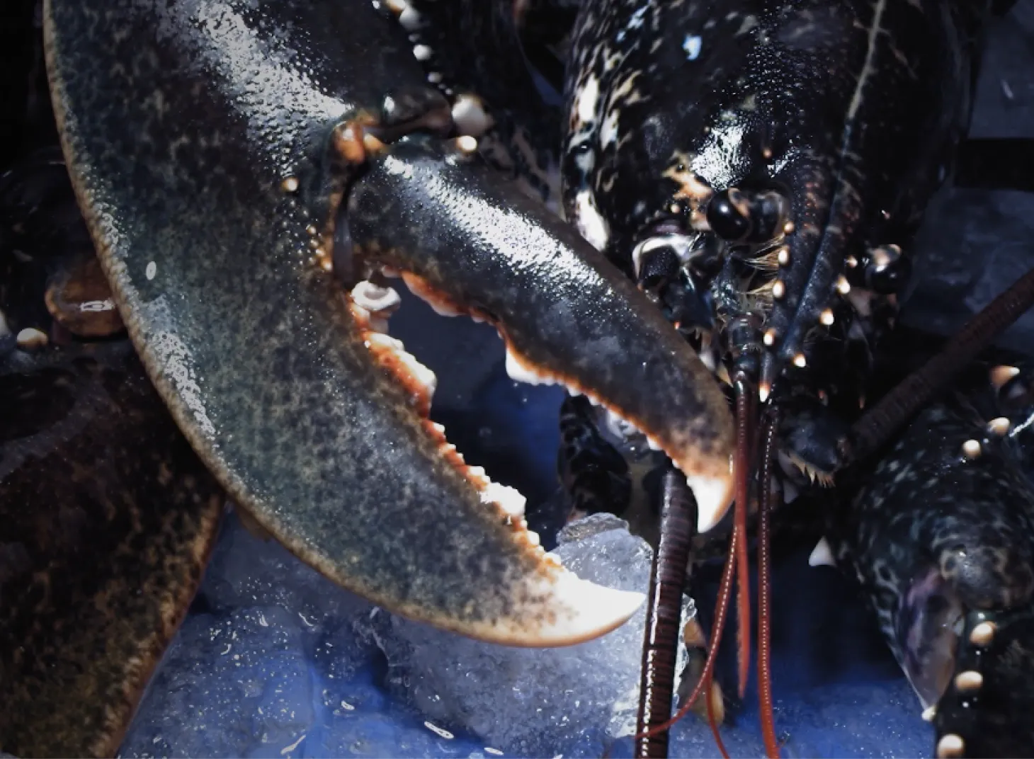 Close-up of a live lobster claw on ice, shellfish product photography for Island Seafare sourced from Isle of Man waters