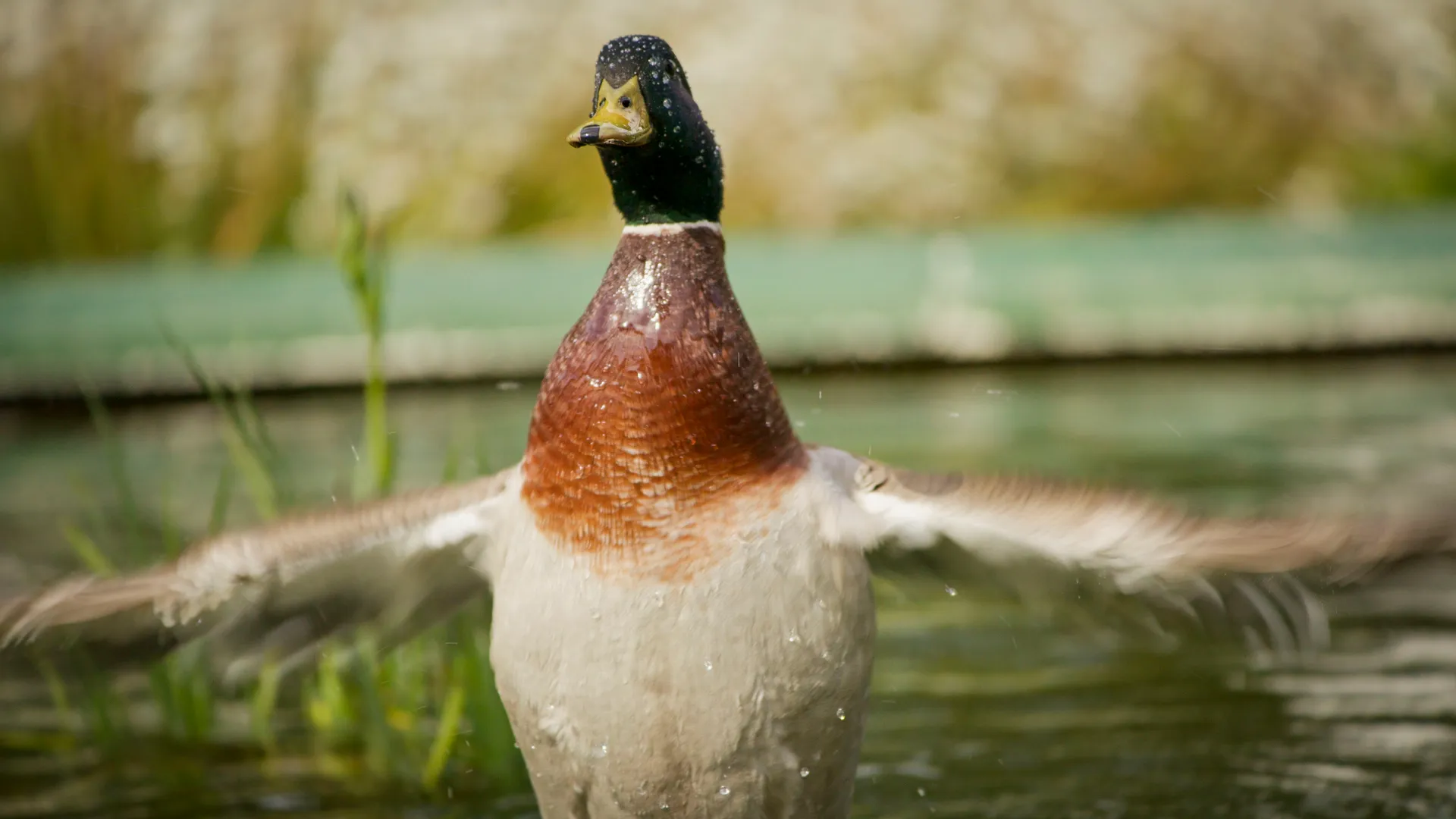 A duck with vibrant plumage spreads its wings near a pond, droplets glistening on its feathers. The scene evokes a sense of grace and liveliness.