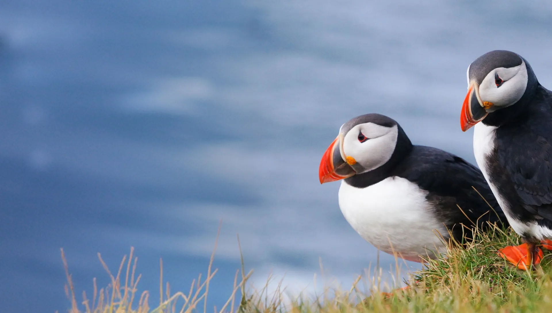 Two puffins on a grassy clifftop above the sea